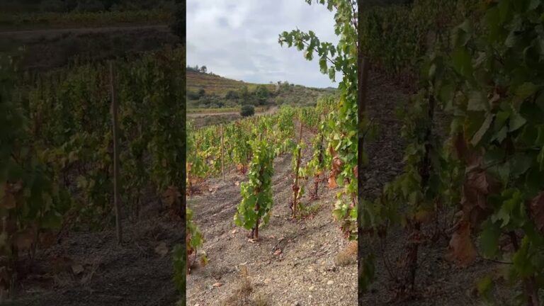 Guía para Encontrar Productos Frescos en Cariñena